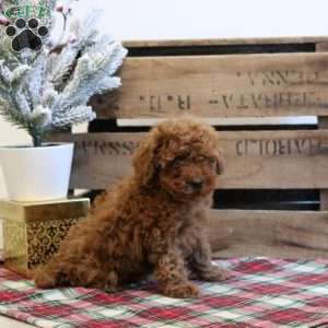 Jingle, Toy Poodle Puppy