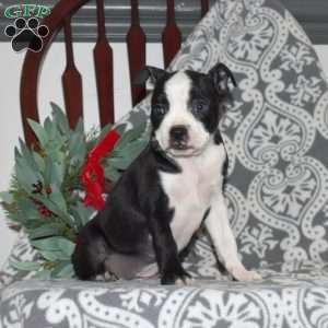 Boston Terrier Puppies For Sale - Greenfield Puppies