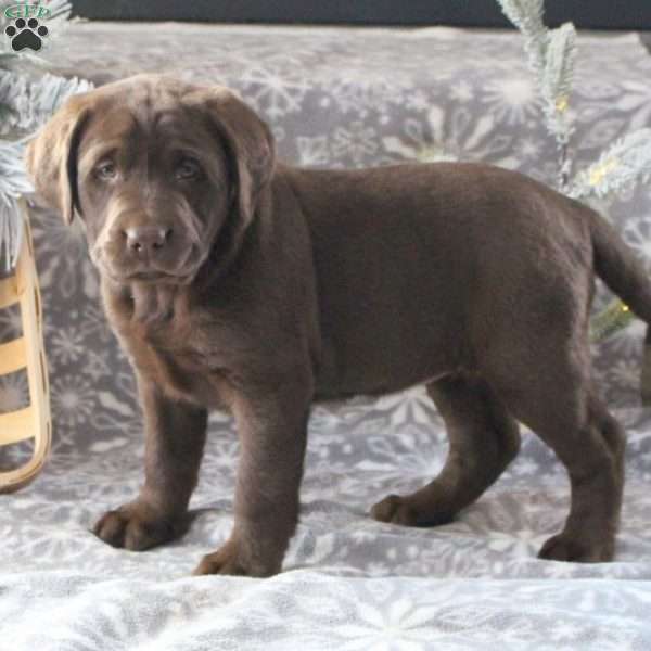 Jolly, Chocolate Labrador Retriever Puppy