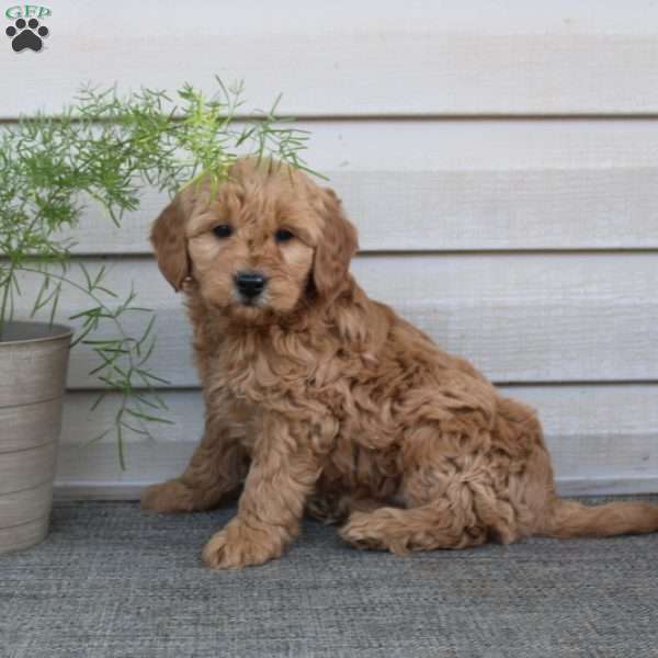Jolly, Mini Goldendoodle Puppy