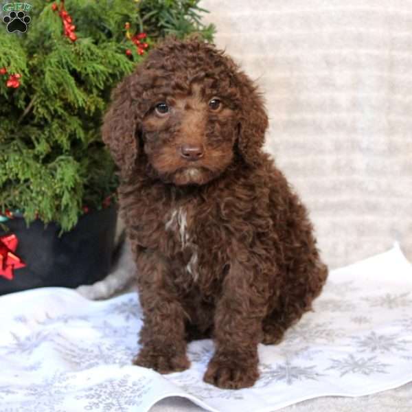 Jolly, Goldendoodle Puppy