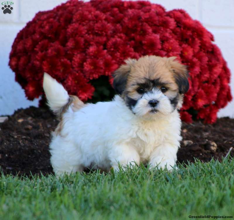 greenfield puppies shichon