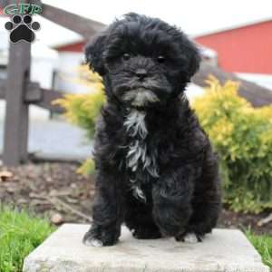 toy poodle cross shih tzu puppies for sale