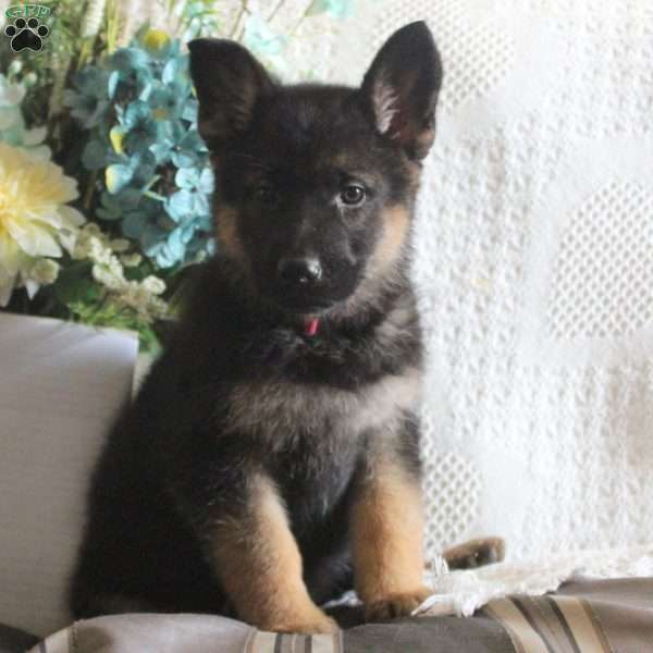 Karly, German Shepherd Puppy