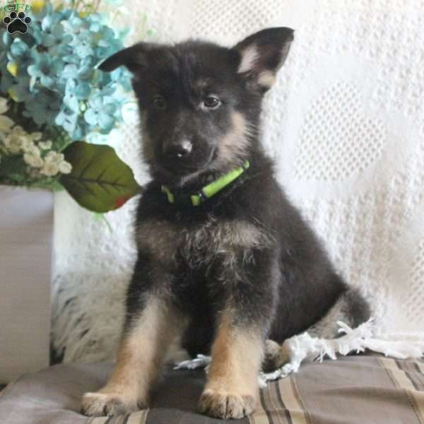 Kasper, German Shepherd Puppy