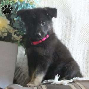 Kassie, German Shepherd Puppy