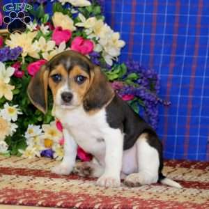 Kayla, Beagle Puppy