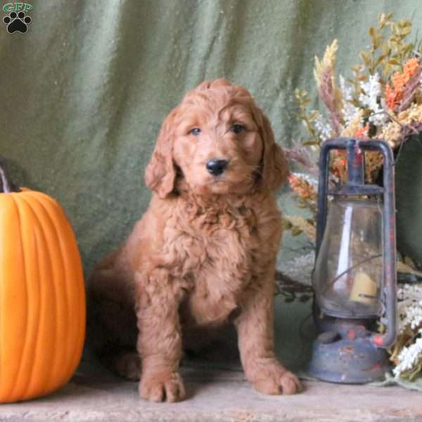 Kayson, Goldendoodle Puppy