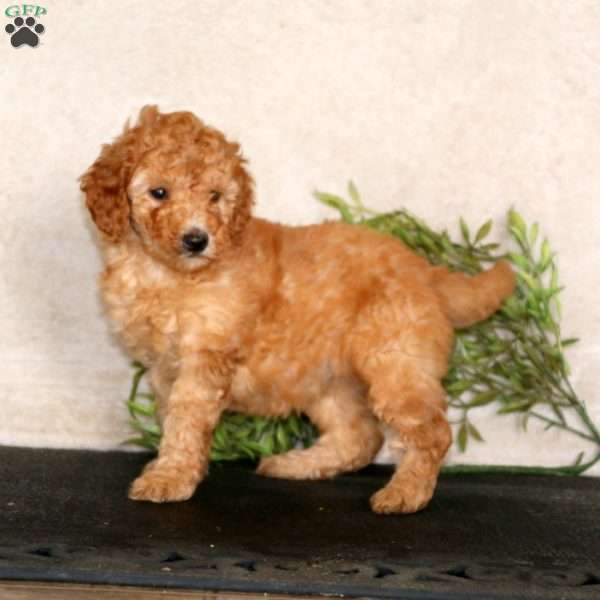Kelly, Mini Goldendoodle Puppy