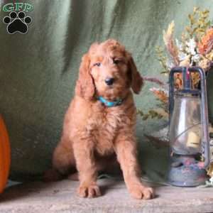 Kelly, Goldendoodle Puppy