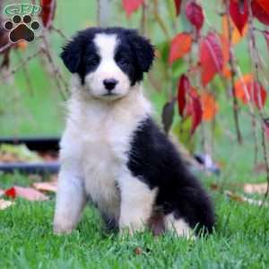 Border Collie Puppies For Sale | Greenfield Puppies