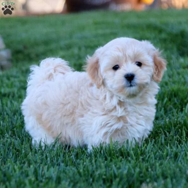 Kendall, Maltipoo Puppy
