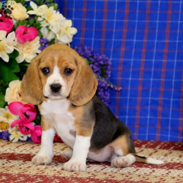 Kendi, Beagle Puppy