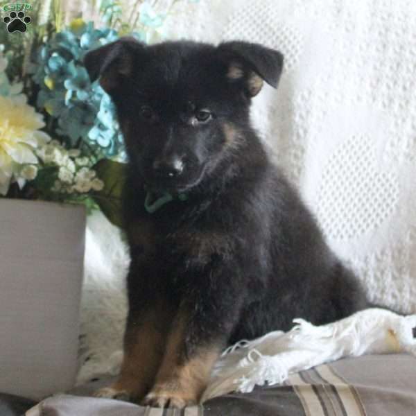 Kevin, German Shepherd Puppy