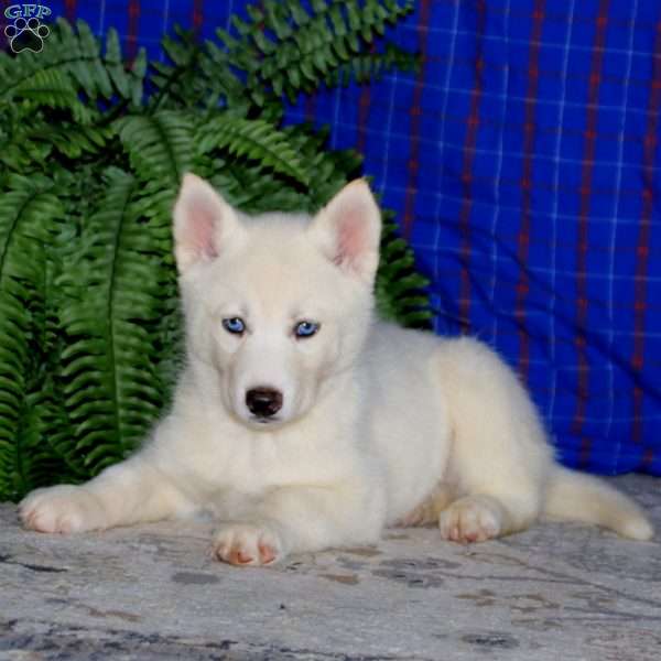 Kia, Siberian Husky Puppy