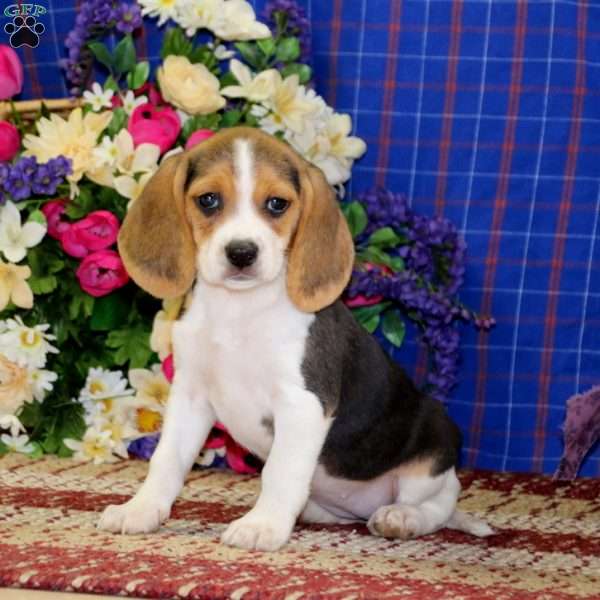 Kia, Beagle Puppy