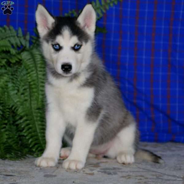 Kierra, Siberian Husky Puppy