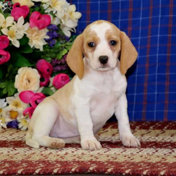 Kierra, Beagle Puppy