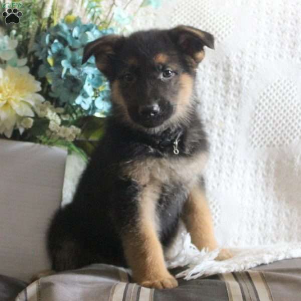 King, German Shepherd Puppy