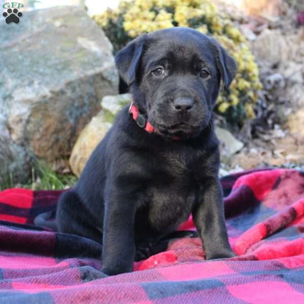 King, Black Labrador Retriever Puppy