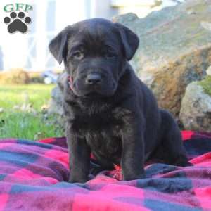 King, Black Labrador Retriever Puppy