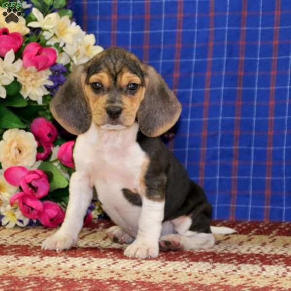 Kody, Beagle Puppy