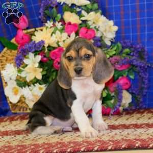 Kody, Beagle Puppy