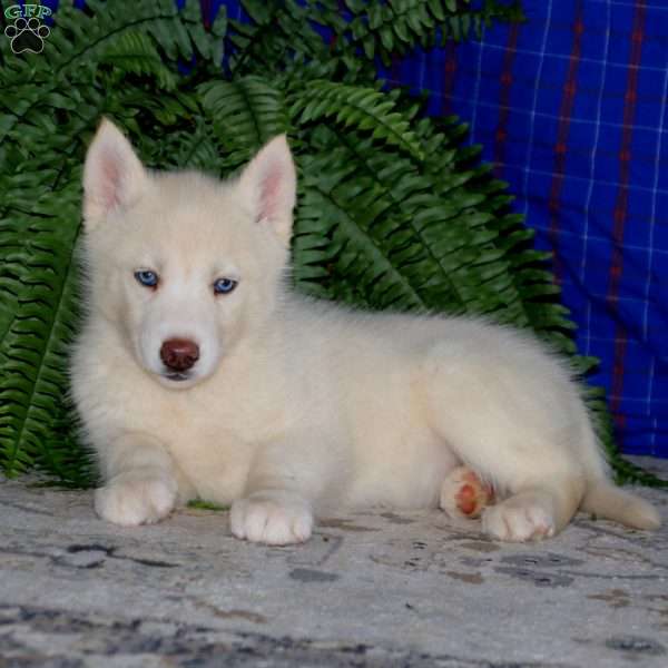 Kookie, Siberian Husky Puppy