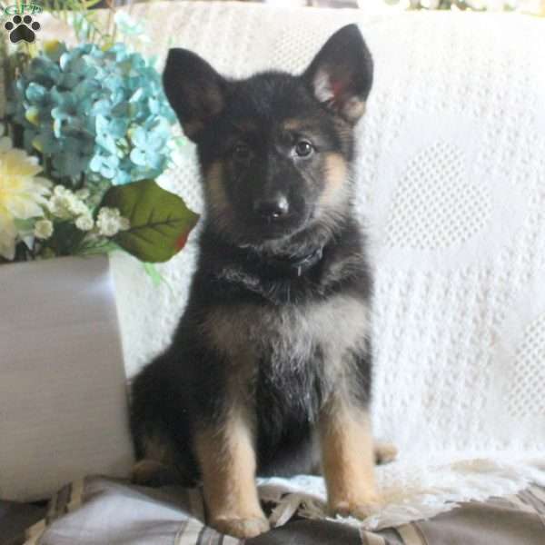 Kora, German Shepherd Puppy