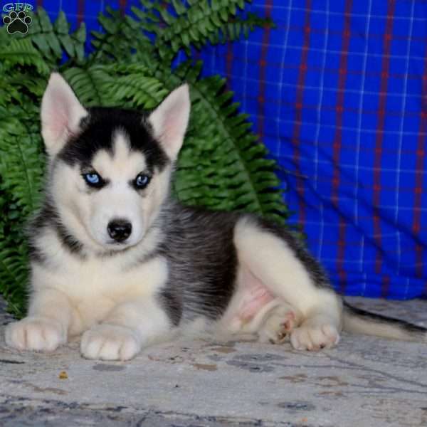 Kyle, Siberian Husky Puppy