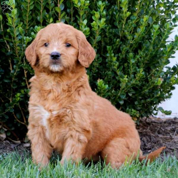 Lacy, Goldendoodle Puppy