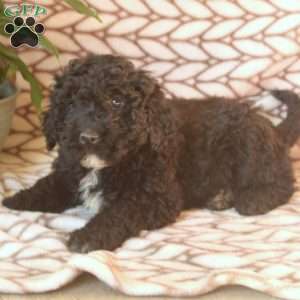 Lars, Portuguese Water Dog Puppy