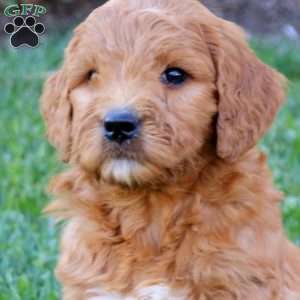 Lil, Goldendoodle Puppy