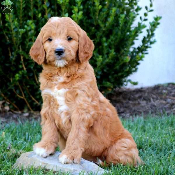 Lilac, Goldendoodle Puppy