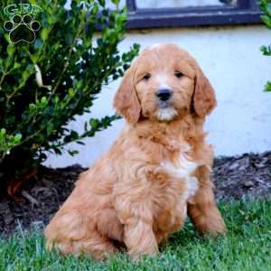 Lilac, Goldendoodle Puppy