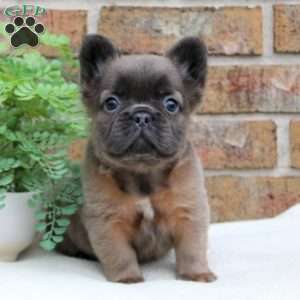 Lilly-Fluffy, French Bulldog Puppy