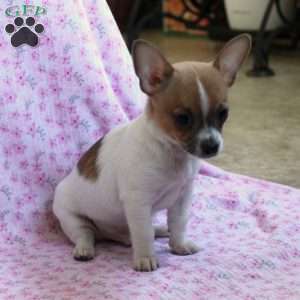 Lively Lester, Chihuahua Puppy