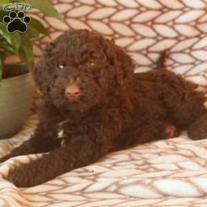 Louis, Portuguese Water Dog Puppy
