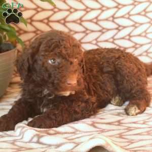 Luca, Portuguese Water Dog Puppy