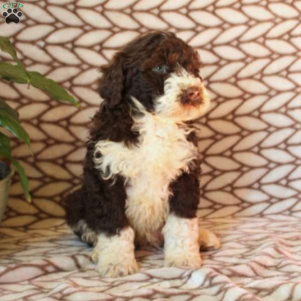 Lucy, Portuguese Water Dog Puppy