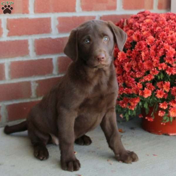 Mable, Chocolate Labrador Retriever Puppy