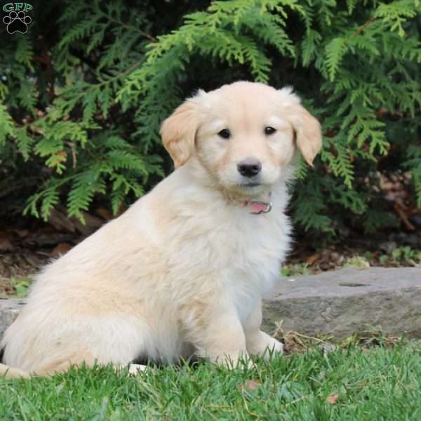 Mackenzie, Golden Retriever Puppy