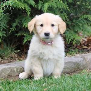 Mackenzie, Golden Retriever Puppy