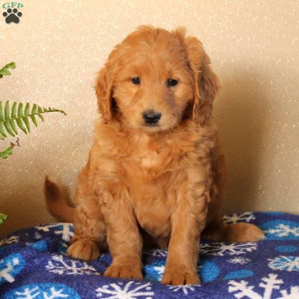 Maple, Mini Goldendoodle Puppy