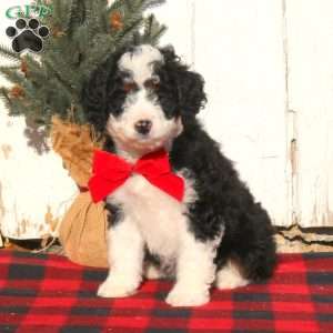 Marnie, Mini Bernedoodle Puppy