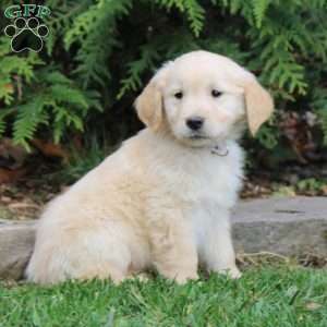 Maxwell, Golden Retriever Puppy