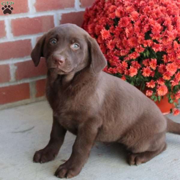 Melly, Chocolate Labrador Retriever Puppy