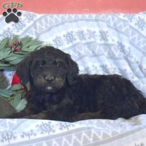 Midnight, Goldendoodle Puppy