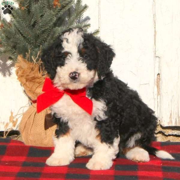 Mike, Mini Bernedoodle Puppy