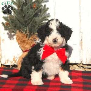 Mike, Mini Bernedoodle Puppy